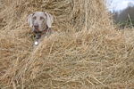 Dogs: In the hay