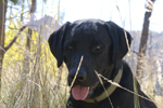 Dogs: Tex in the grass