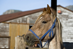 Horses: Bad Girl