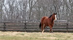 Horses: Bug
