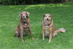 Dogs: Coco & Dundee 3