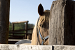Horses: Daisy