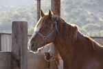 Horses: Duke