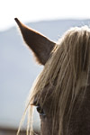 Horses: Forelock