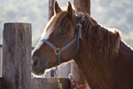Horses: Gentle Giant