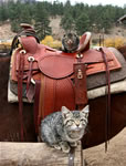 Cats: He Always Gets the Better Spot