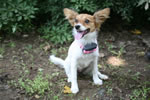 Dogs: Little Dog