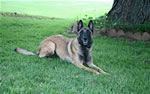 Dogs: Lonnie