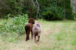 Dogs: Pals