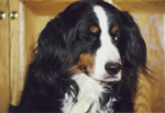Dogs: Petunia