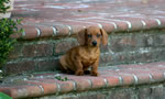 Dogs: Tootsie on the Step