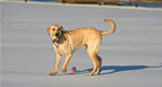 Dogs: Wyatt