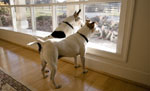 Dogs: In the window