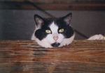 Cats: Phantom